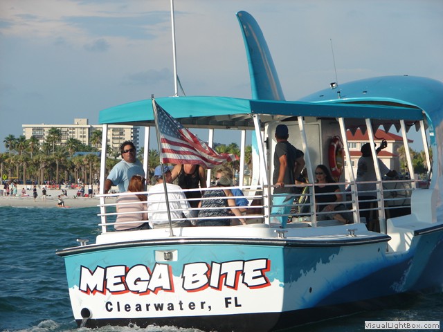 shark tours clearwater fl